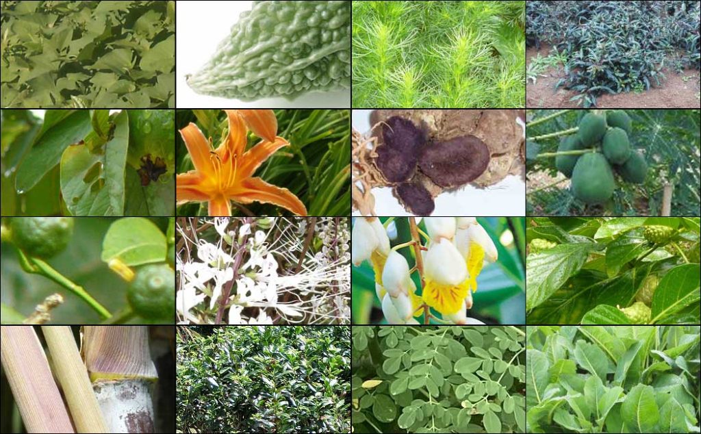 琉球野菜ミックス粉末に配合されている16種の原料素材